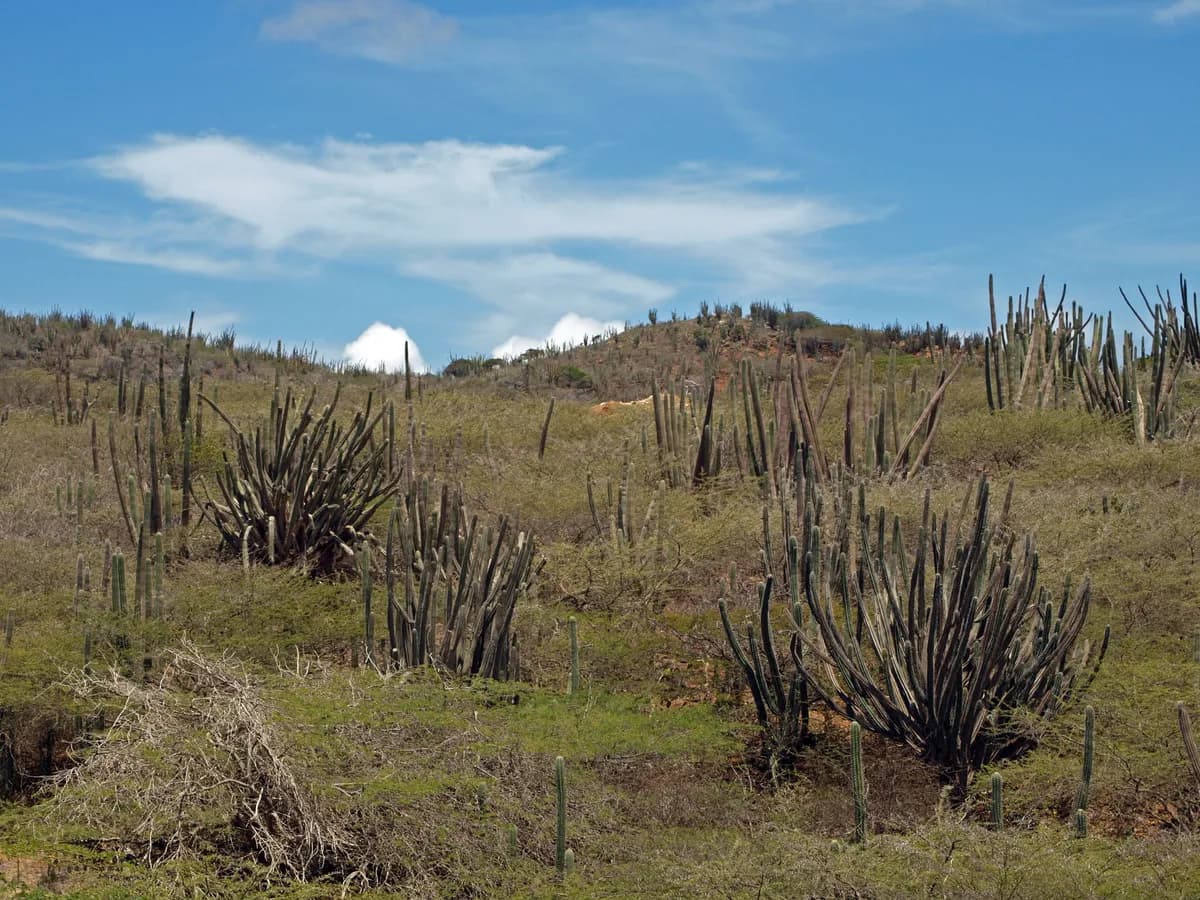 Arikok National Park Jeep Safari