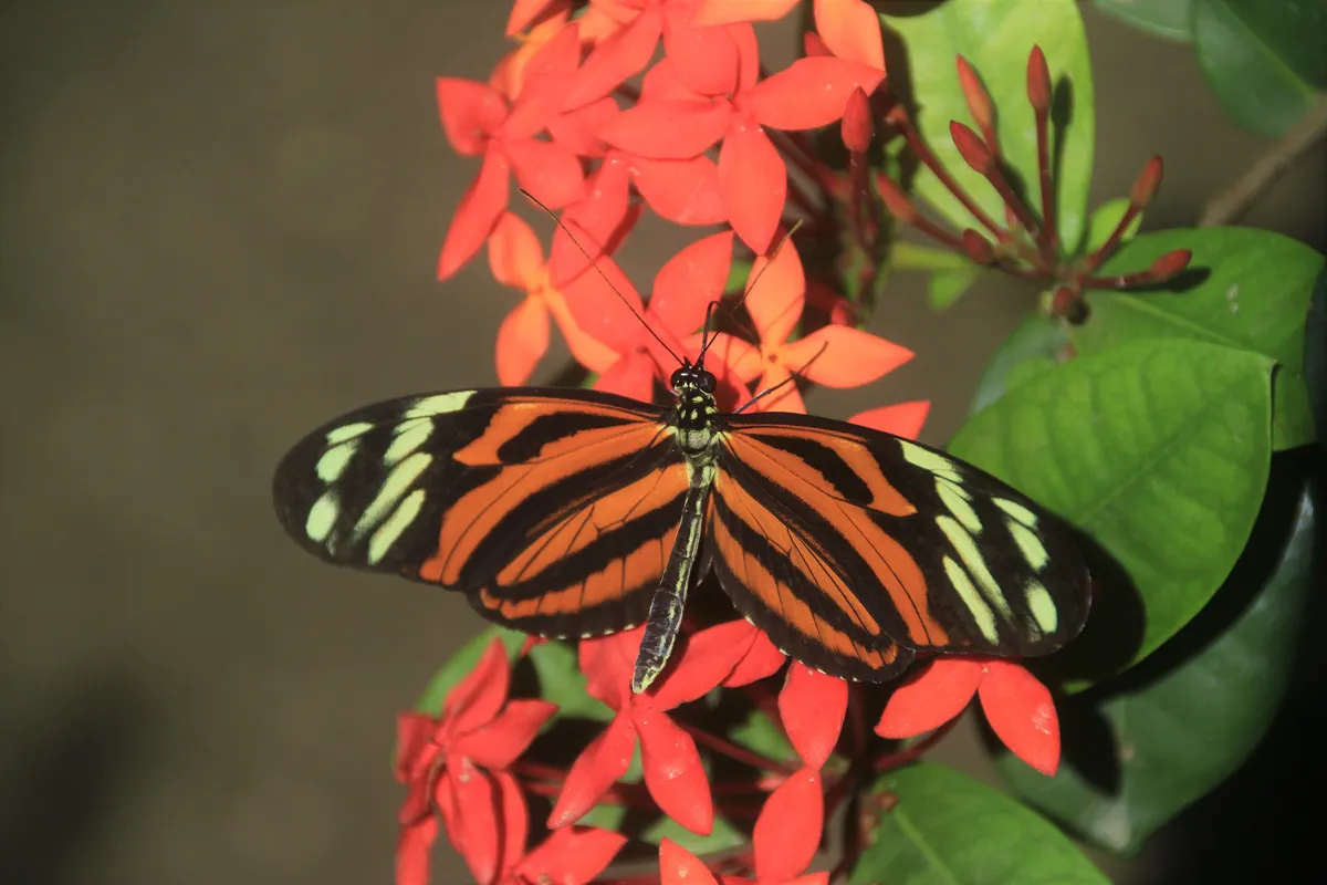 Butterfly Farm