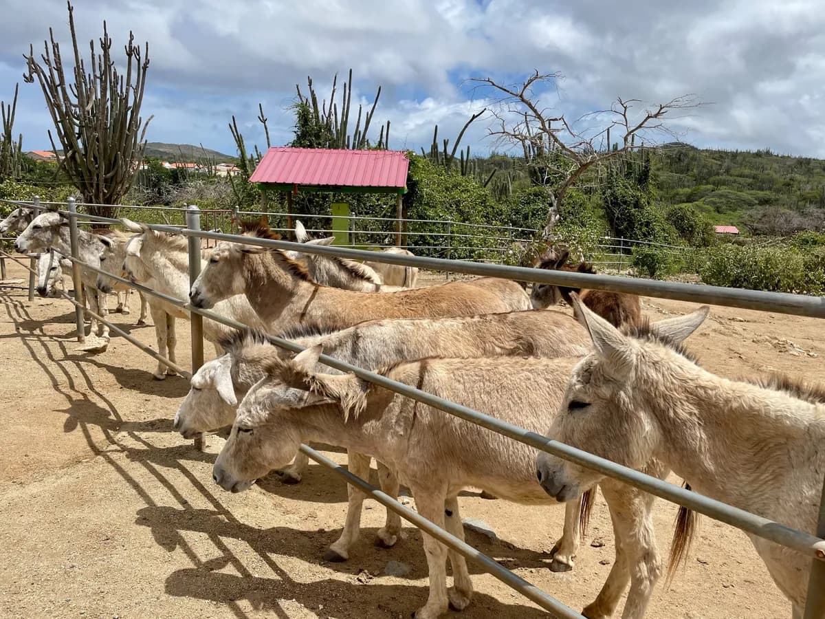 Aruba Donkey Sanctuary