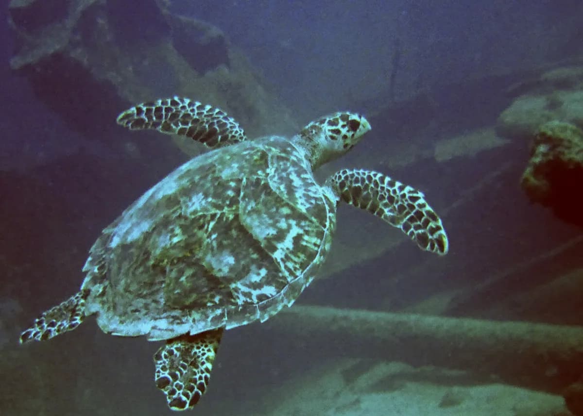 Aruba Snorkeling Itinerary: 5 Days in the Water