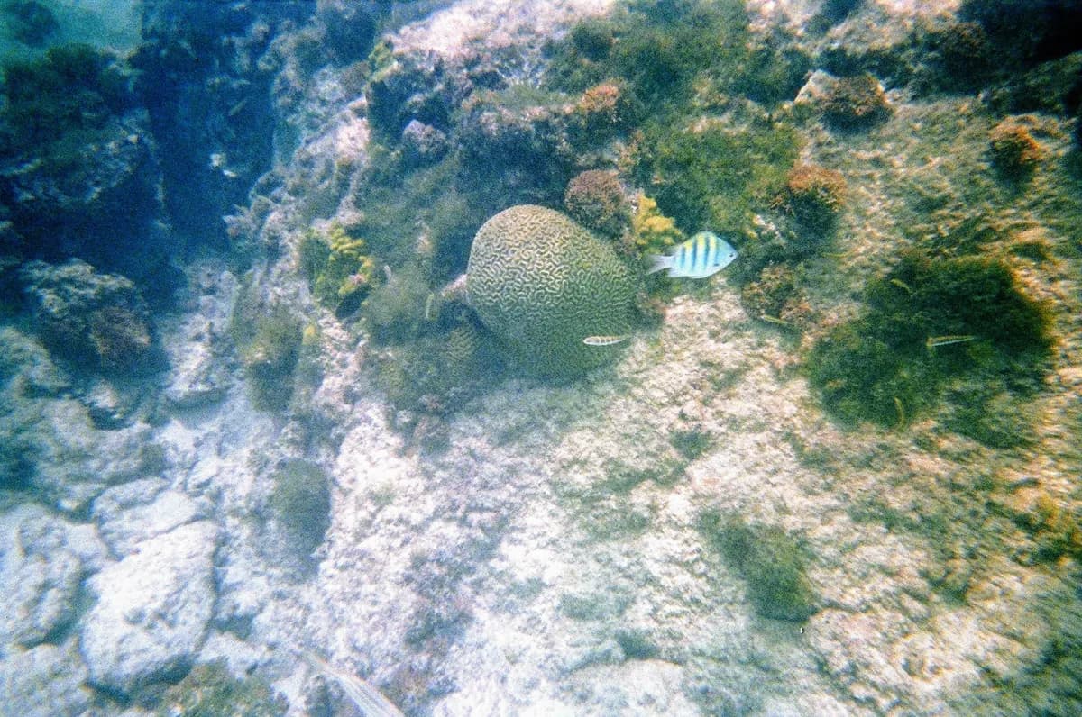 Aruba Marine Park