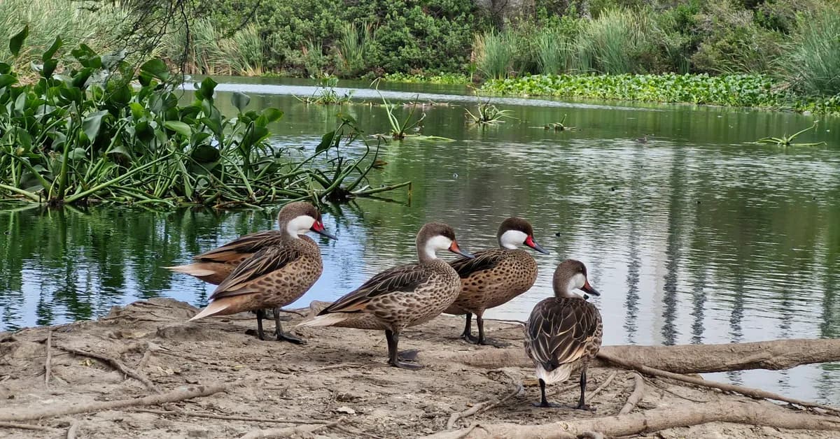 Bubali Bird Sanctuary