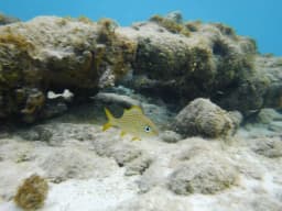 Aruba Snorkeling and Diving Guide: Best Spots
